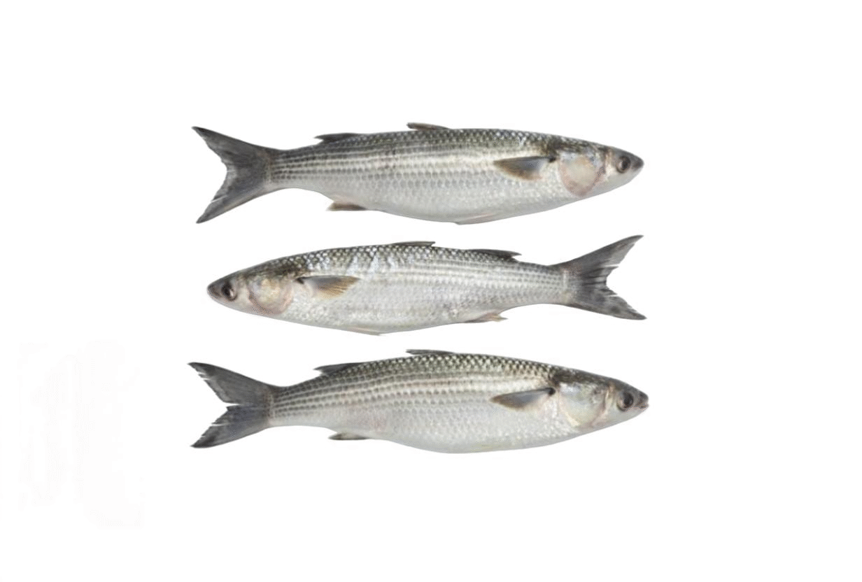 KOINGA (BIG MULLET)